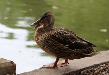 Duck - Kostenloses image #288969